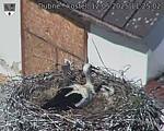Capi_Dubne_20250512_112502.jpg