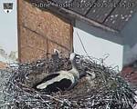 Capi_Dubne_20250512_113503.jpg