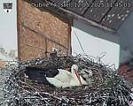 Capi_Dubne_20250512_114503.jpg