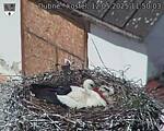 Capi_Dubne_20250512_115003.jpg