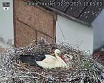Capi_Dubne_20250512_120503.jpg