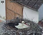 Capi_Dubne_20250512_121003.jpg