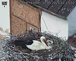 Capi_Dubne_20250512_121502.jpg