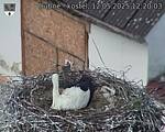Capi_Dubne_20250512_122003.jpg