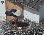 Capi_Dubne_20250512_123502.jpg