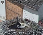 Capi_Dubne_20250512_124003.jpg