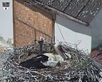 Capi_Dubne_20250512_125003.jpg
