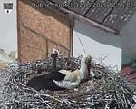 Capi_Dubne_20250512_125502.jpg