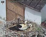 Capi_Dubne_20250512_130003.jpg