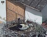Capi_Dubne_20250512_130504.jpg