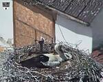 Capi_Dubne_20250512_131003.jpg