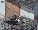 Capi_Dubne_20250512_132002.jpg