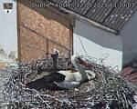 Capi_Dubne_20250512_133003.jpg
