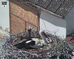 Capi_Dubne_20250512_133502.jpg