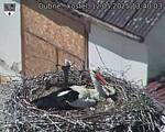 Capi_Dubne_20250512_134003.jpg