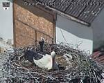 Capi_Dubne_20250512_134502.jpg