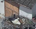 Capi_Dubne_20250512_135003.jpg