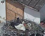 Capi_Dubne_20250512_140003.jpg