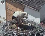 Capi_Dubne_20250512_140502.jpg