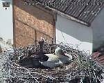 Capi_Dubne_20250512_141003.jpg