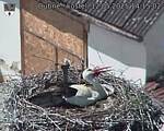 Capi_Dubne_20250512_141502.jpg