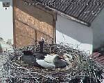 Capi_Dubne_20250512_142003.jpg