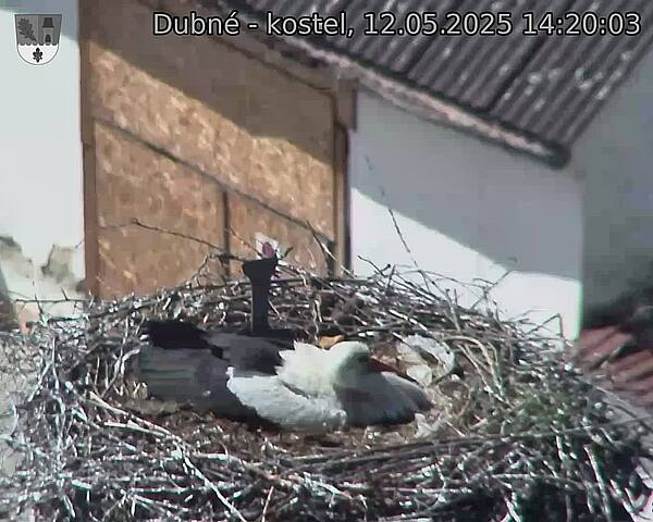 Capi_Dubne_20250512_142003.jpg (1350 x 1080)