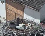 Capi_Dubne_20250512_142503.jpg