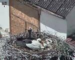 Capi_Dubne_20250512_143002.jpg