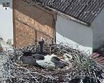 Capi_Dubne_20250512_143502.jpg