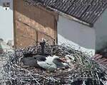 Capi_Dubne_20250512_144002.jpg