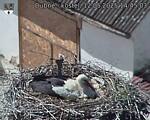 Capi_Dubne_20250512_144503.jpg