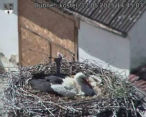 Capi_Dubne_20250512_144503.jpg (1350 x 1080)