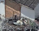 Capi_Dubne_20250512_145003.jpg