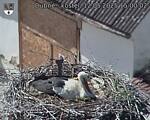 Capi_Dubne_20250512_150002.jpg