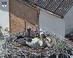 Capi_Dubne_20250512_150503.jpg