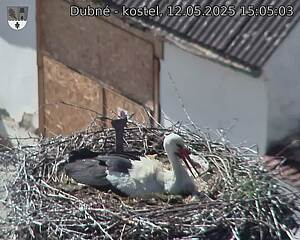 Capi_Dubne_20250512_150503.jpg (1350 x 1080)