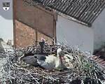 Capi_Dubne_20250512_151003.jpg