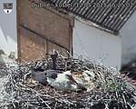 Capi_Dubne_20250512_152502.jpg