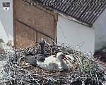 Capi_Dubne_20250512_153003.jpg
