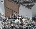 Capi_Dubne_20250512_154502.jpg