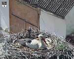 Capi_Dubne_20250512_155003.jpg
