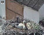 Capi_Dubne_20250512_155502.jpg