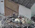 Capi_Dubne_20250512_160002.jpg