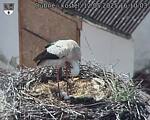 Capi_Dubne_20250512_161003.jpg