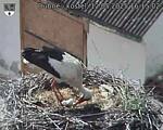 Capi_Dubne_20250512_161502.jpg
