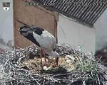 Capi_Dubne_20250512_162002.jpg