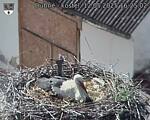 Capi_Dubne_20250512_162502.jpg