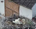 Capi_Dubne_20250512_163003.jpg