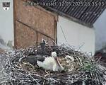 Capi_Dubne_20250512_163503.jpg